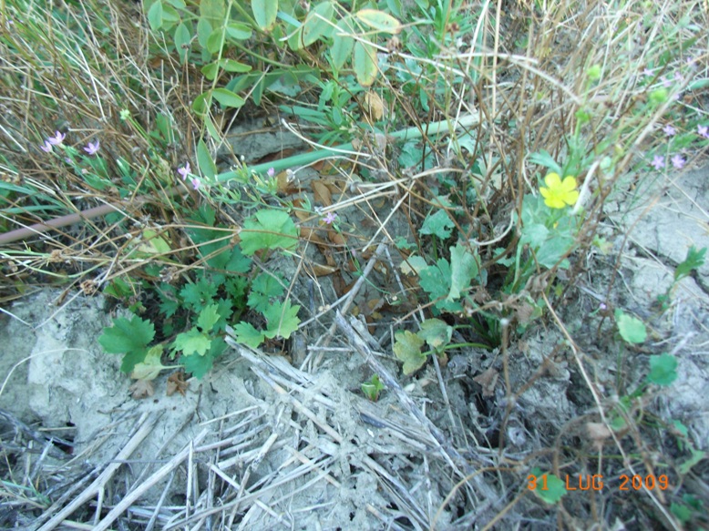 spiaggia montenero2 - Ranunculus cfr. sardous